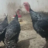 بوقلمون