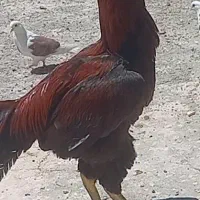 خروس لاری