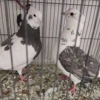 کبوتر 7تا یجا