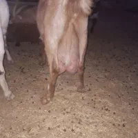 بز‌پاکستانی