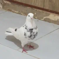 ۱۰ تا کفتر دونه ای صد مفت