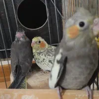 جوجه عروس هلندی|پرنده|پاکدشت, شهرک امام رضا|دیوار