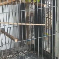 یک جفت گرنجیک بالغ آماده به تخم|پرنده|علی‌آباد کتول, |دیوار