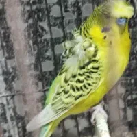 جفت مرغ عشق پروانه ای