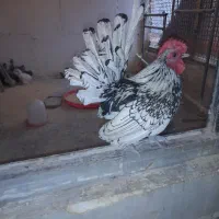 تخم نطفه دارمرغ مینیاتوری|حیوانات مزرعه|پاکدشت, پاکدشت (مامازند)|دیوار