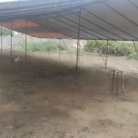 چادر عروسی و داربست ساختمانی