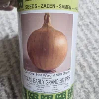 بذر پیاز هیبرید