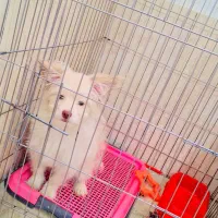 پامر روباهی خرسی