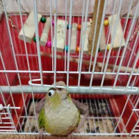 طوطی گرینچیک|پرنده|نجف‌آباد, دلگشا|دیوار