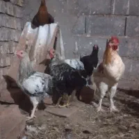 بوقلمون جفت و نرو و ماده و مرغ تخم گذار و خروس