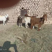 پنج عدد بزغاله یک نر  4ماده|حیوانات مزرعه|عطاملک, |دیوار