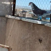 پرشی|پرنده|سبزوار, ولیعصر (نجار آباد)|دیوار