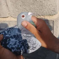 پلاکی گمشده|حیوانات|دورود, |دیوار