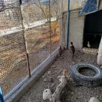 واگذاری طاوس|پرنده|شیراز, محراب|دیوار