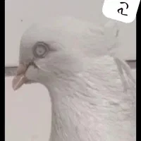 سفید چشم نوک سفید