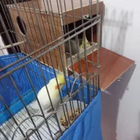 یک جفت عروس هلندی مولد لوتینوسالم سرحال|پرنده|بهارستان, |دیوار