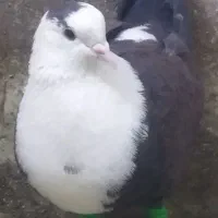 کبوتر جوفگاهی