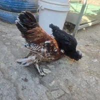 مرغ و خروس و نیمچه|حیوانات مزرعه|خمینیشهر, |دیوار