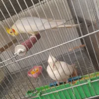 قفس دست ساز و عروس هلندی فر و شی|لوازم جانبی حیوانات|رباطکریم, شهرک والفجر|دیوار