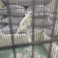 قناری نر بخون بلند