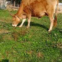 گاو ۷ماه شکم سرشاخ دار|حیوانات مزرعه|رشت, یخسازی|دیوار