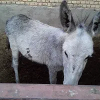 کره الاغ ماده گله ایی|حیوانات مزرعه|سمنان, |دیوار