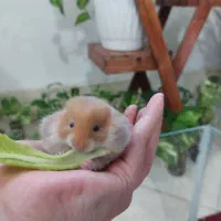 همستر و ست خواب و بازی همستر