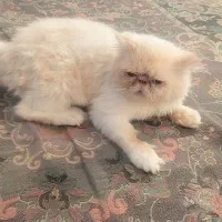 گربه نر سوپر فلت