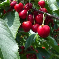 نهالستان انواع رقم های اقتصادی و پربار|خدمات باغبانی و درختکاری|میانه, |دیوار