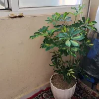 شلفرابسیاربزرگ