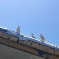کفتر