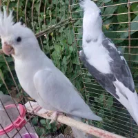 دو جفت عروس هلندی مولد|پرنده|اهر, |دیوار