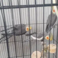 عروس هلندی نر معاوضه