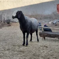 گوسفند اصیل شال