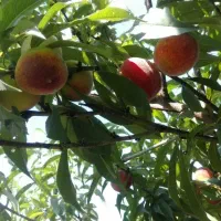 باغبانی حرس کردن بوته انگور ادرختان میوه وغیره