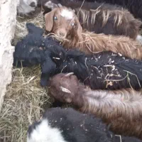 بزغاله نروماده|حیوانات مزرعه|میاندوآب, |دیوار