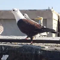 فروش یک جفت مخمل