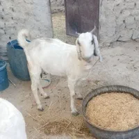 بز  ماده  آبستن