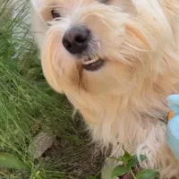 حیوان خانگی|سگ|رشت, سعدی (تختی)|دیوار