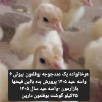 جوجه بوقلمون بیوتی ۶ درجه یک صادراتی فوق سنگین|حیوانات مزرعه|فاضل آباد, |دیوار