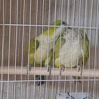 جفت طوطی راهب مولد بشرط و جفت مولد مولد بشرط نرتک