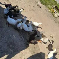 اردک محلی|حیوانات مزرعه|رشت, فرودگاه سردار جنگل رشت|دیوار