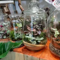 انواع تراریوم/شیشه ای/گل آپارتمانی/تراریوم شیشه ای|گل و گیاه طبیعی|فردیس, فردیس|دیوار