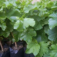 انگور سیاه ترکمن4بدون هسته