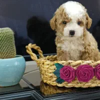 پودل عروسکی