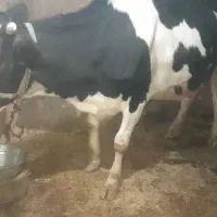 گاوتلیسه ابستن نزدیک زا|حیوانات مزرعه|دینور, |دیوار