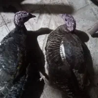 بوقلمون ماده