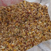 دون میکس کفتر با بهترین قیمت و کیفیت