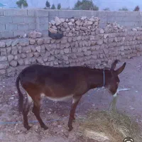 الاغ ماده جوان زیاد سواری نشده سرحال وزرنگ
