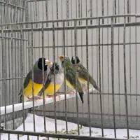 فنچ گلدین|پرنده|قم, هفت تیر|دیوار